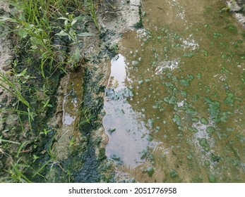 Algae Sludge Floating On The Puddle Surface
