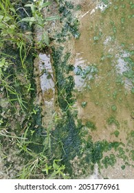 Algae Sludge Floating On The Puddle Surface
