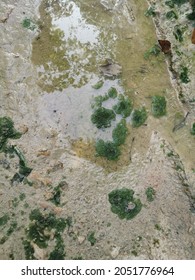 Algae Sludge Floating On The Puddle Surface
