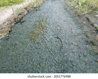 Algae Sludge Floating On The Puddle Surface
