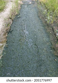 Algae Sludge Floating On The Puddle Surface
