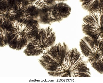 Algae Under Microscopic View, Freshwater Red Algae, Rhodophyta, Batrachospermum Sp. Background