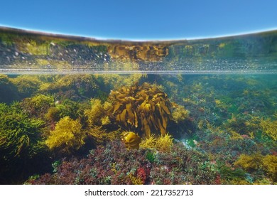 Algae Underwater In The Ocean And Blue Sky, Split Level View Over And Under Water Surface, Atlantic Ocean, Spain