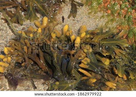 Algae in water at the caost in Denmark