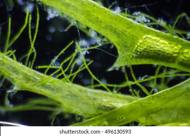 Algae, Water Plant, Microscope View