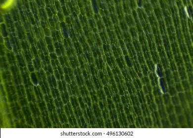 Algae Water Plant Microscope View Stock Photo 496130602 