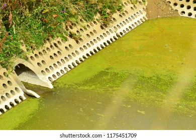 Algal Bloom Infested Retention Basin.