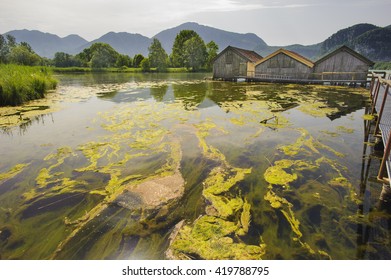 Algal Bloom In Lake In Bavaria