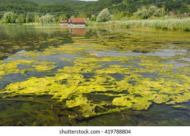 Algal Bloom In Lake In Bavaria