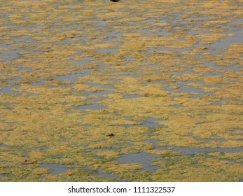 Algal Bloom On Freshwater Lake