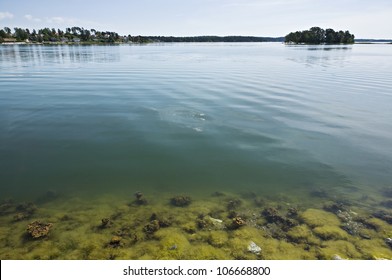 Algal Bloom In The Water, Holo, Sweden.