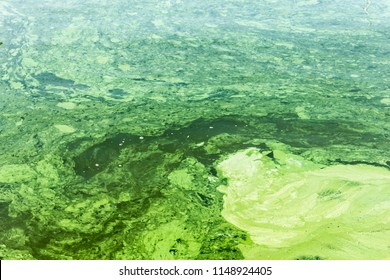 Algal Bloom.Phytoplankton Blooms In The Sea Or Freshwater.Abstract Texture And Background For The Site About Lake, Sea,ecology,art, Seasons,disasters.