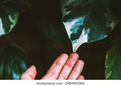 Algerian ivy 'Gloire de Marengo' evergreen climber plant with dark green and white leaves. May garden plants. Big green tropical leaf in human hand. - Powered by Shutterstock