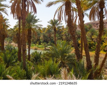 Algerian Sahara Desert Oasis Of Thaghit Bechar