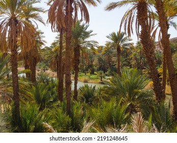 Algerian Sahara Desert Oasis Of Thaghit Bechar