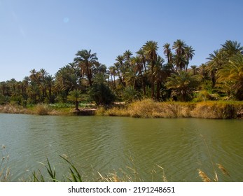 Algerian Sahara Desert Oasis Of Thaghit Bechar