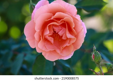 9,340 Holland rose flower Images, Stock Photos & Vectors | Shutterstock