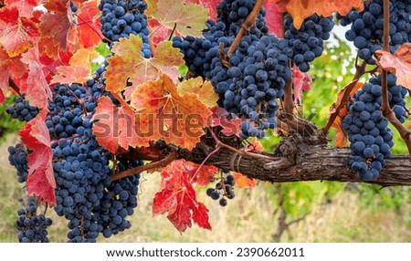 The Alibernet wine grapes with bright red leaves, many ripe bunches of black grape on the vine in harvest. Autumn grapevine with bright foliage and mature clusters in winemaking farm.