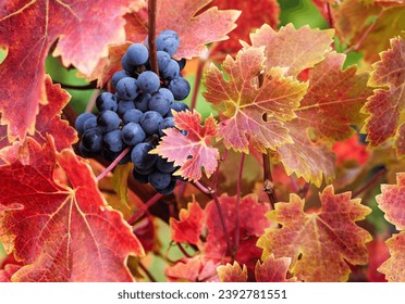 The Alibernet wine grapes bunch on vineyard at red vine leaves background, close up view. Autumn grapevine, bright foliage and mature cluster in wine region of Europe. - Powered by Shutterstock