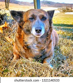 Alice - Corgi Mix