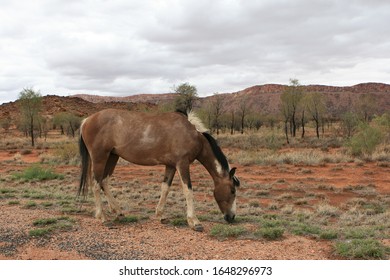 Alice Springs Wild Brumby Grazing In Outback