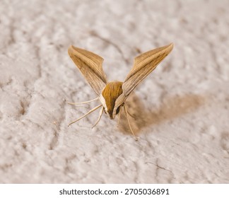 alien bug insect moth amazing