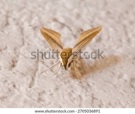 alien bug insect moth amazing