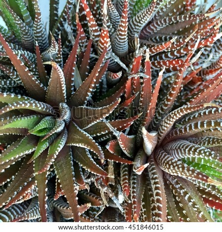 Alien cactus plant