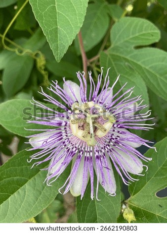 alien like flower bloom exploding in the daylight