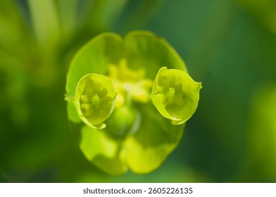 Alien looking bloom in the spring