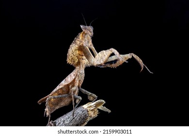 Alien Mantis standing. Noise and grainy images.