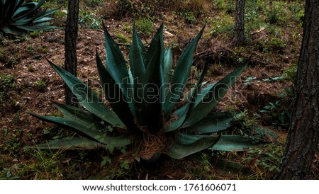An alienlike plant grows in the deep forest