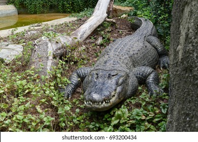 Aligator