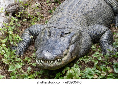 Aligator