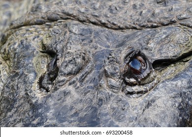 aligator