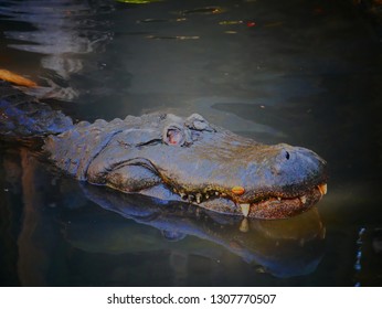 Aligator Aggressive Water