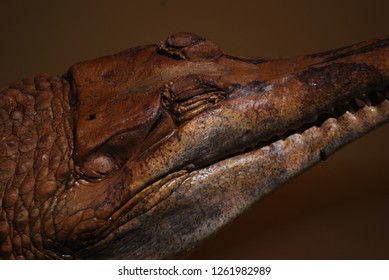 An Aligator Face In Close Up