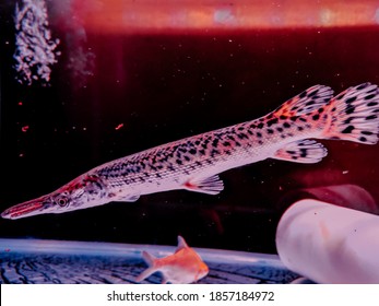 Aligator Fish Or Lepisosteus Oculatus