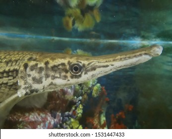 Aligator Gar Hunting Beside Fishtank