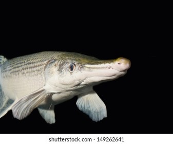 Aligator Gar Isolated On Black