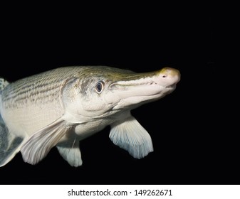 Aligator Gar Isolated On Black 