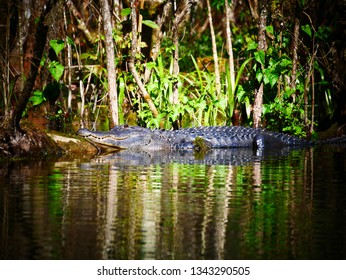 Aligator Hunt Bush