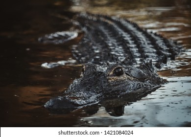 Aligator On The Water Lake