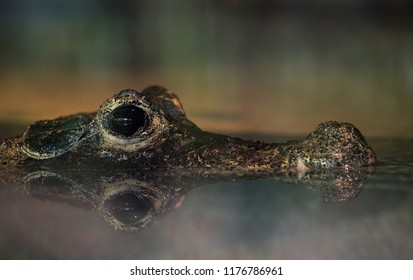 Aligator Resting In Water Stream Close Up View