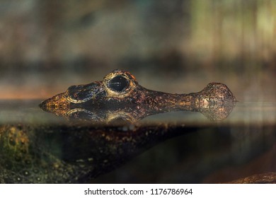 Aligator Resting In Water Stream Close Up View