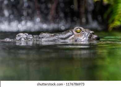 Aligator Resting In Water Stream Close Up View