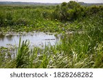 Aligator swimming in Okefenokee Refuge, USA