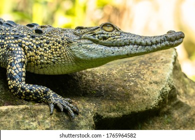 Aligator Waiting In The Stones