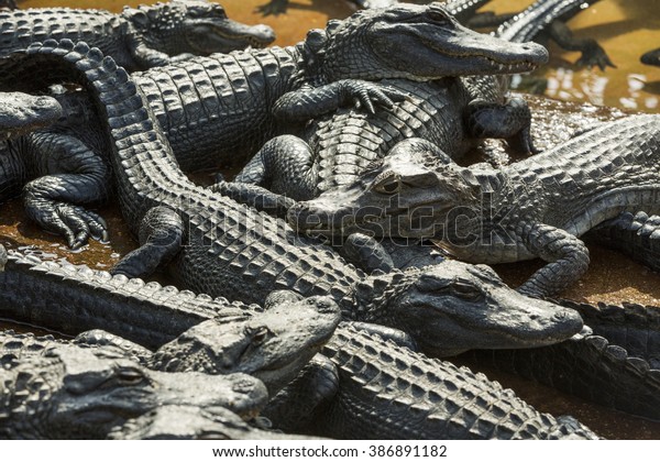 Aligators breeding farm in the Florida\
Everglades. FLORIDA