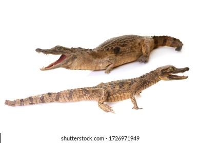 Aligator Images, Stock Photos & Vectors | Shutterstock